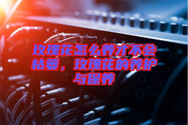 玫瑰花怎么養(yǎng)才不會(huì)枯萎，玫瑰花的養(yǎng)護(hù)與保養(yǎng)