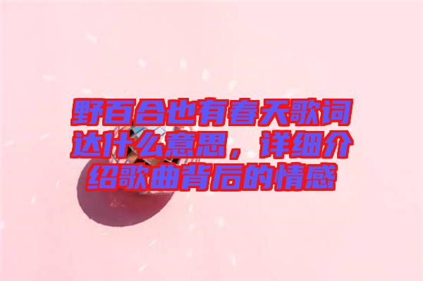 野百合也有春天歌詞達什么意思，詳細介紹歌曲背后的情感