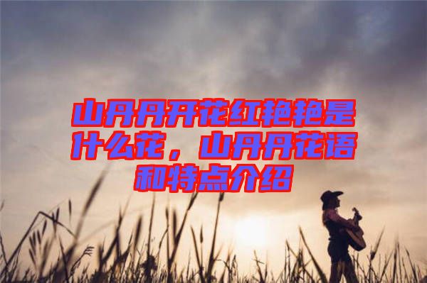 山丹丹開花紅艷艷是什么花，山丹丹花語和特點介紹
